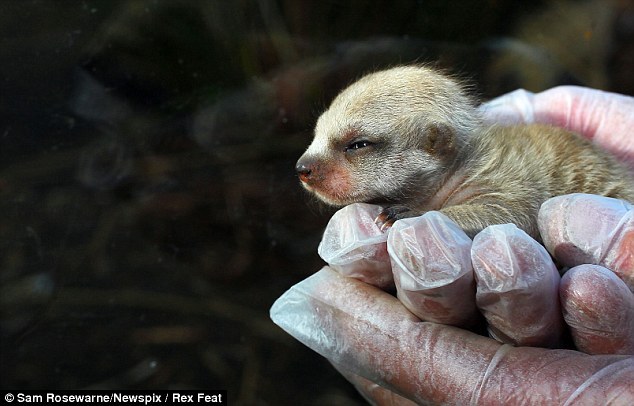 两周前,4只狐獴宝宝在澳大利亚塔斯马尼亚岛 (tasmania))出生,它们是