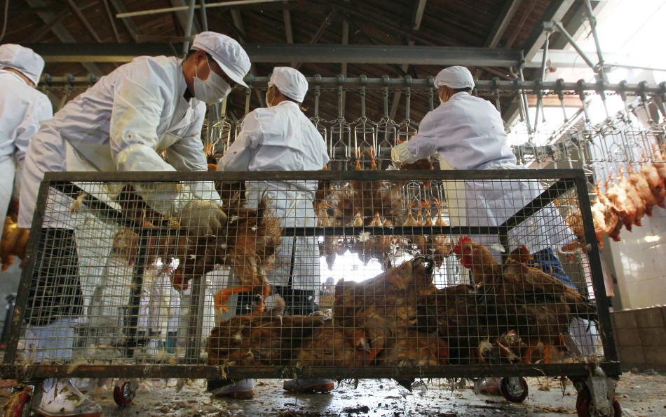 记者探访上海活禽屠宰场流水线_高清图集_新浪网