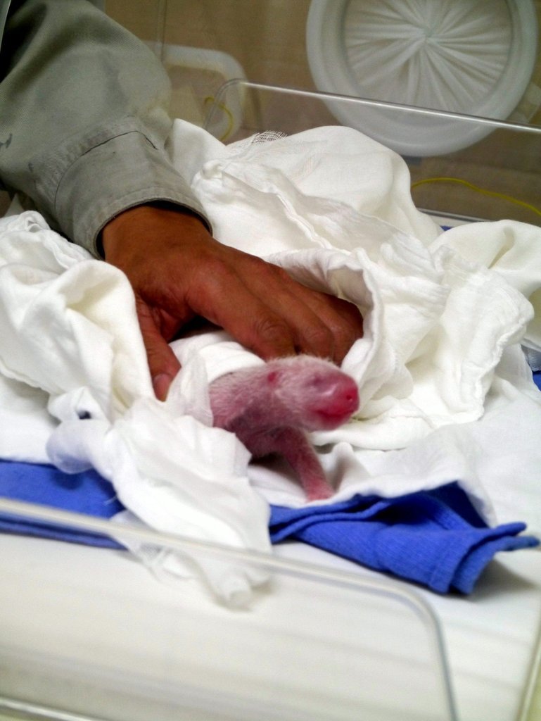 大陆赠台大熊猫"圆圆"产下雌性幼仔