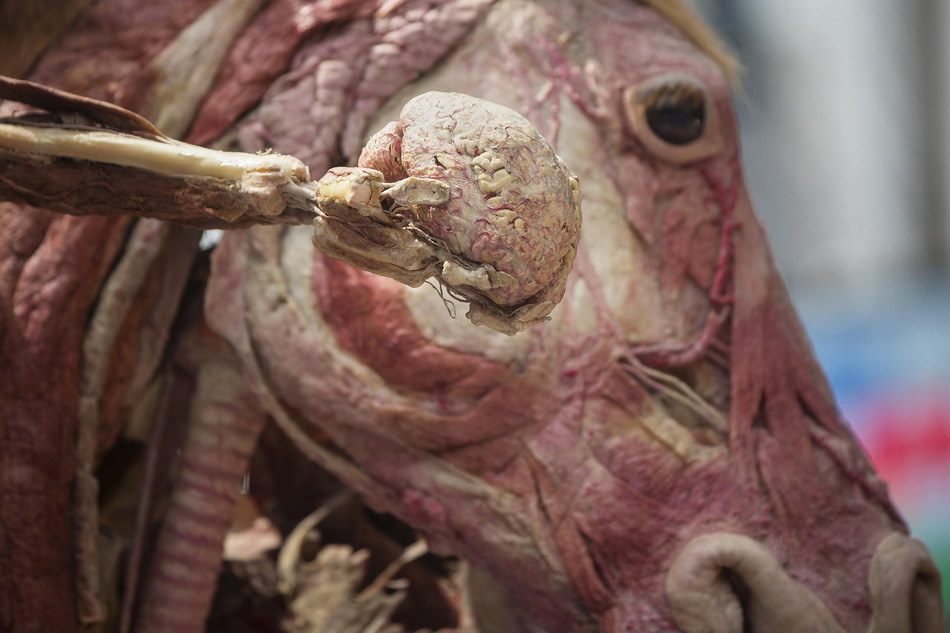 纽约时报广场展人马解剖塑化标本