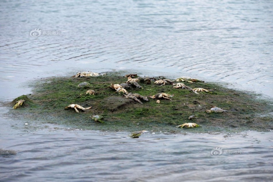 青岛爆燃事故附近养殖池内螃蟹鱼虾死亡
