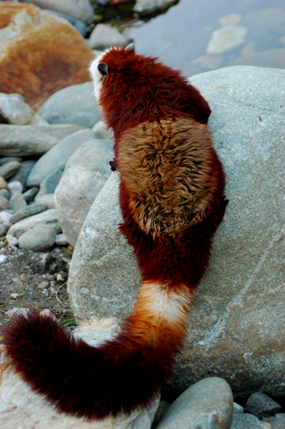 珍稀动物中华鼯鼠