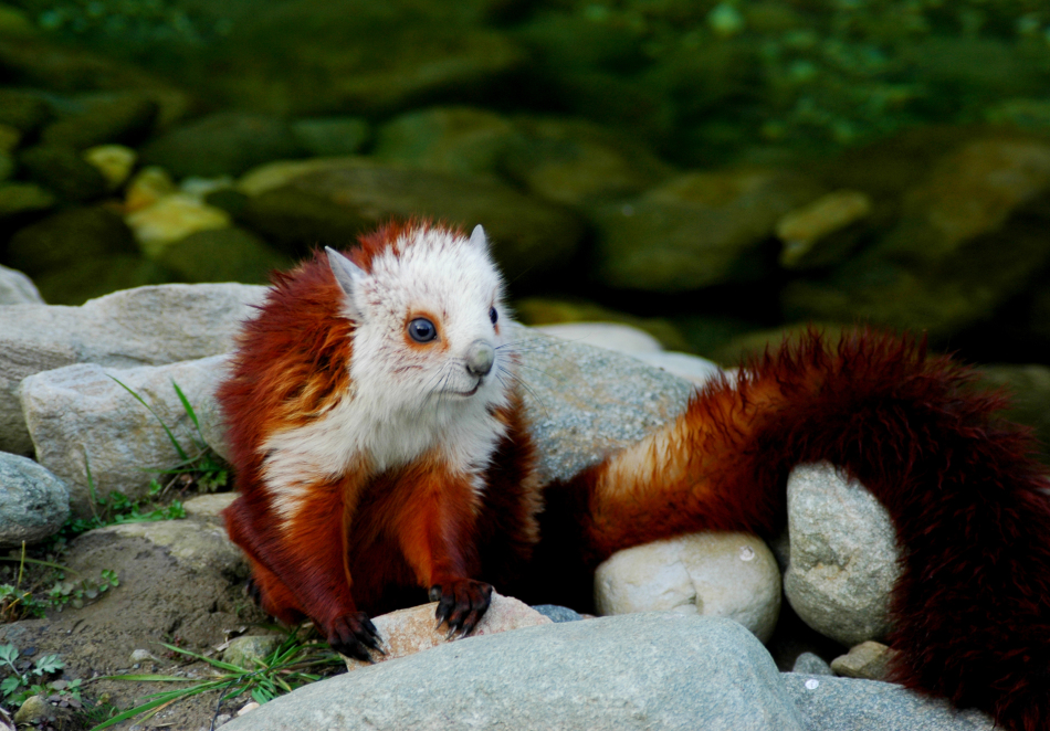 珍稀动物中华鼯鼠