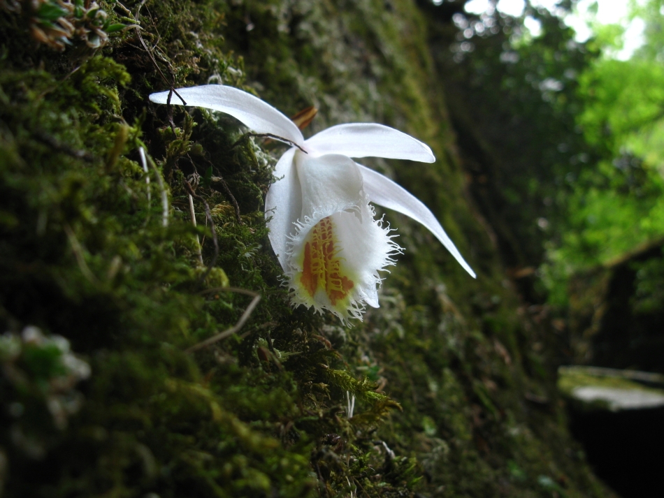 白花独蒜兰pleione albiflora