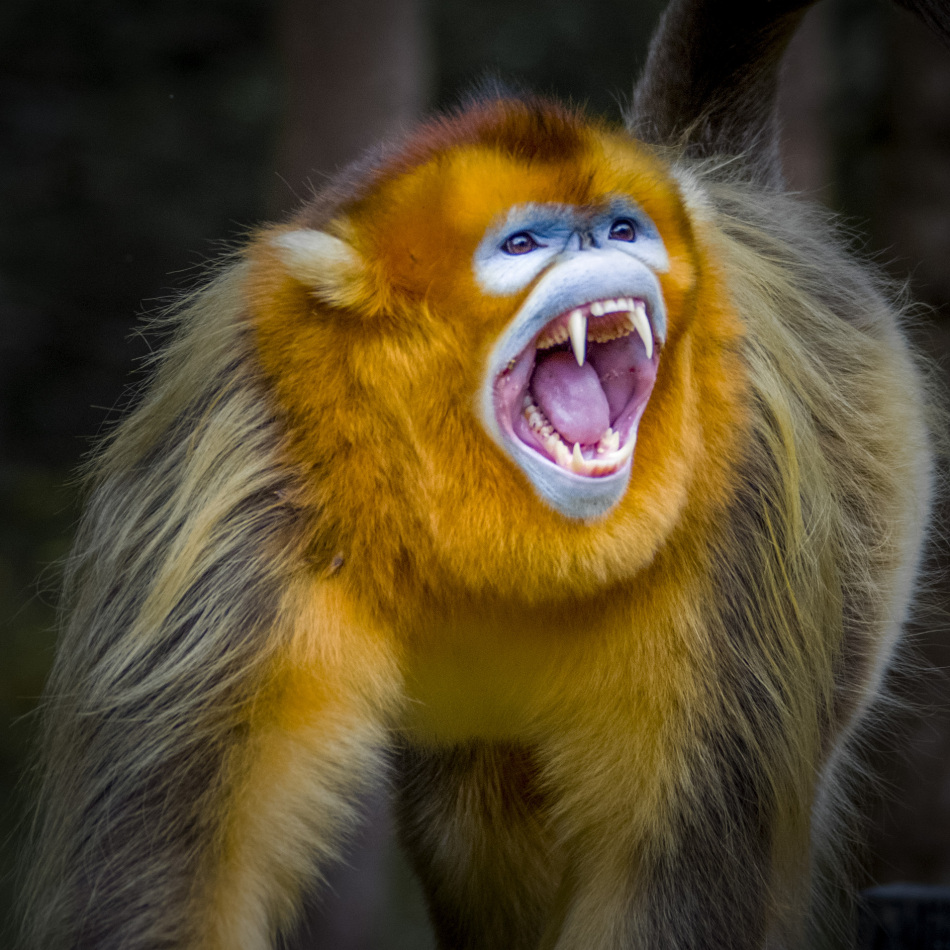 大山的精灵——神农架蓝面金丝猴