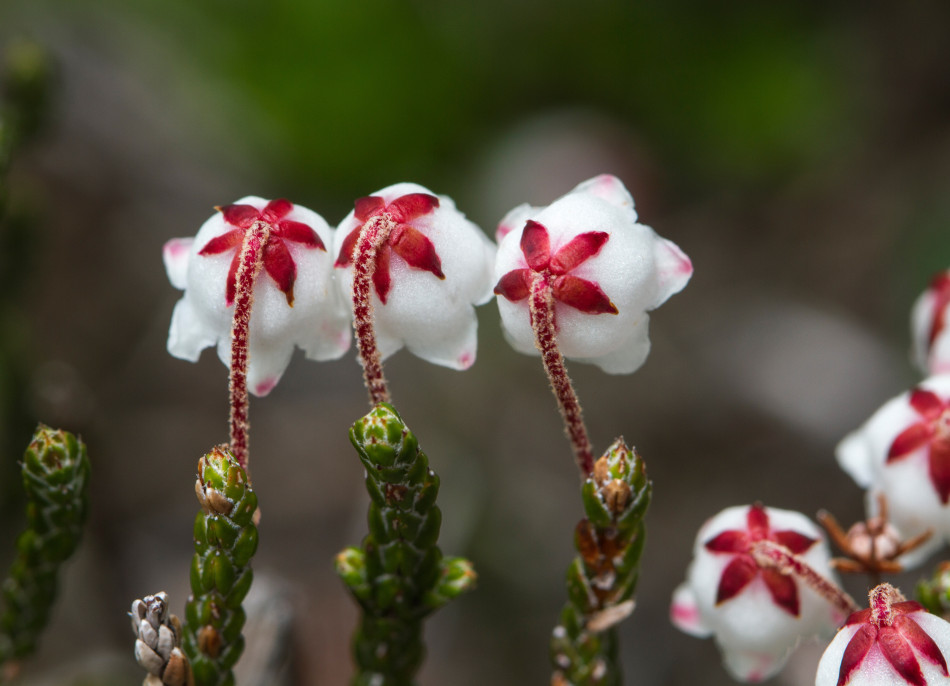 西藏林芝野生花卉
