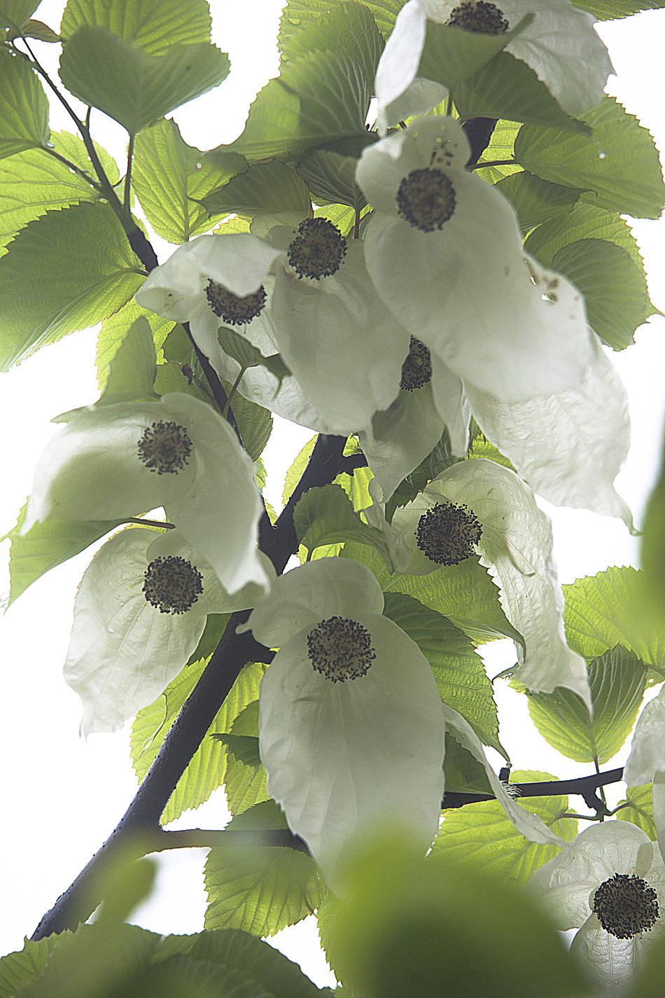 和平天使珙桐花3