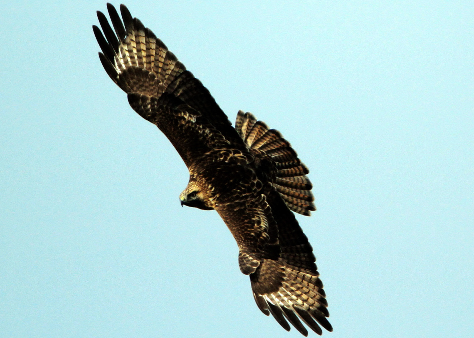 飞羽瞬间—野生鸟类-雄鹰翱翔
