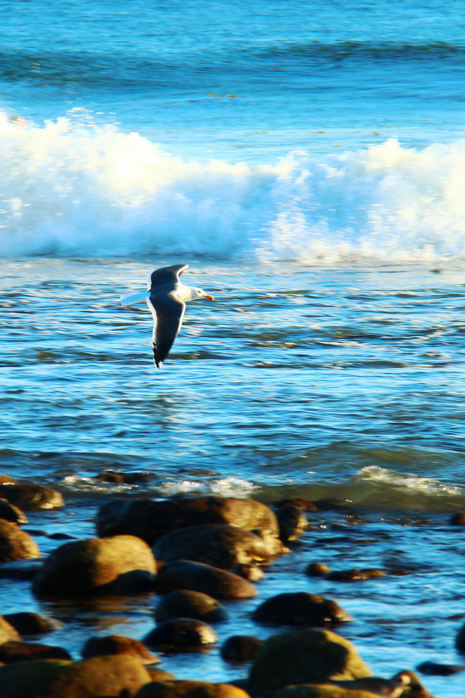 海边飞翔的海鸟