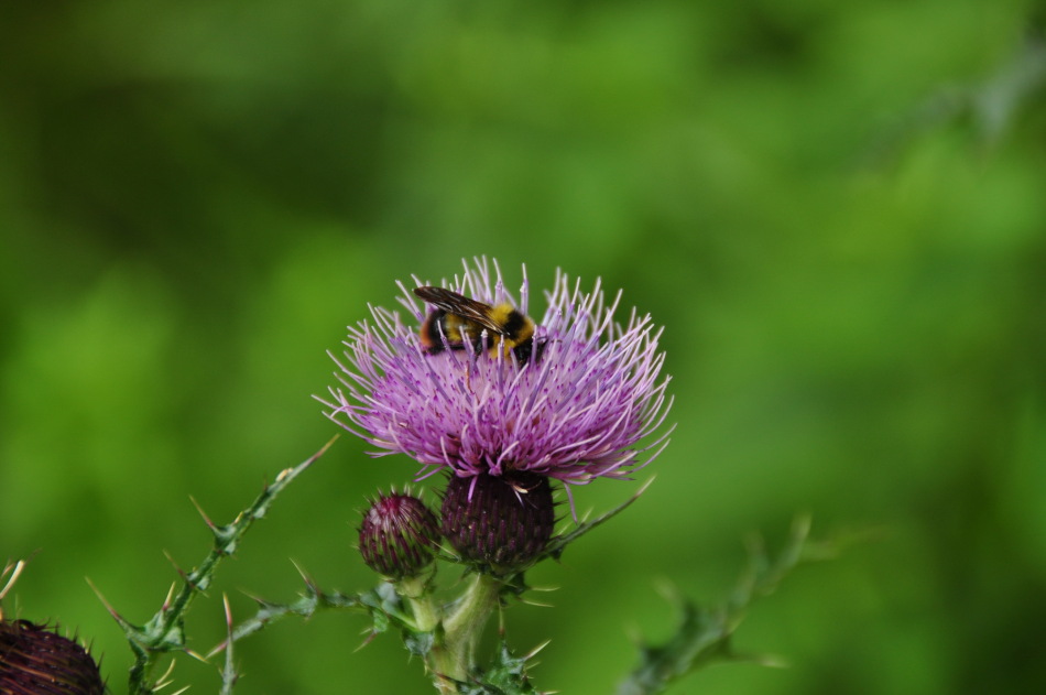 刺猬花_高清图集_新浪网