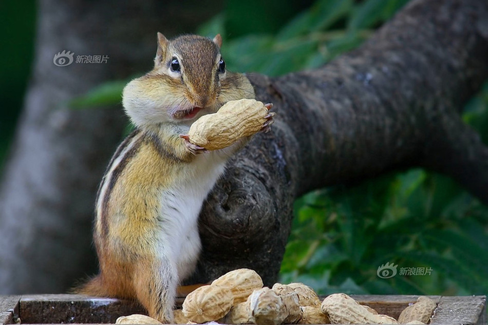 【最萌吃货】2014年2月19日报道,一只金花鼠本来想大方地送给摄影师