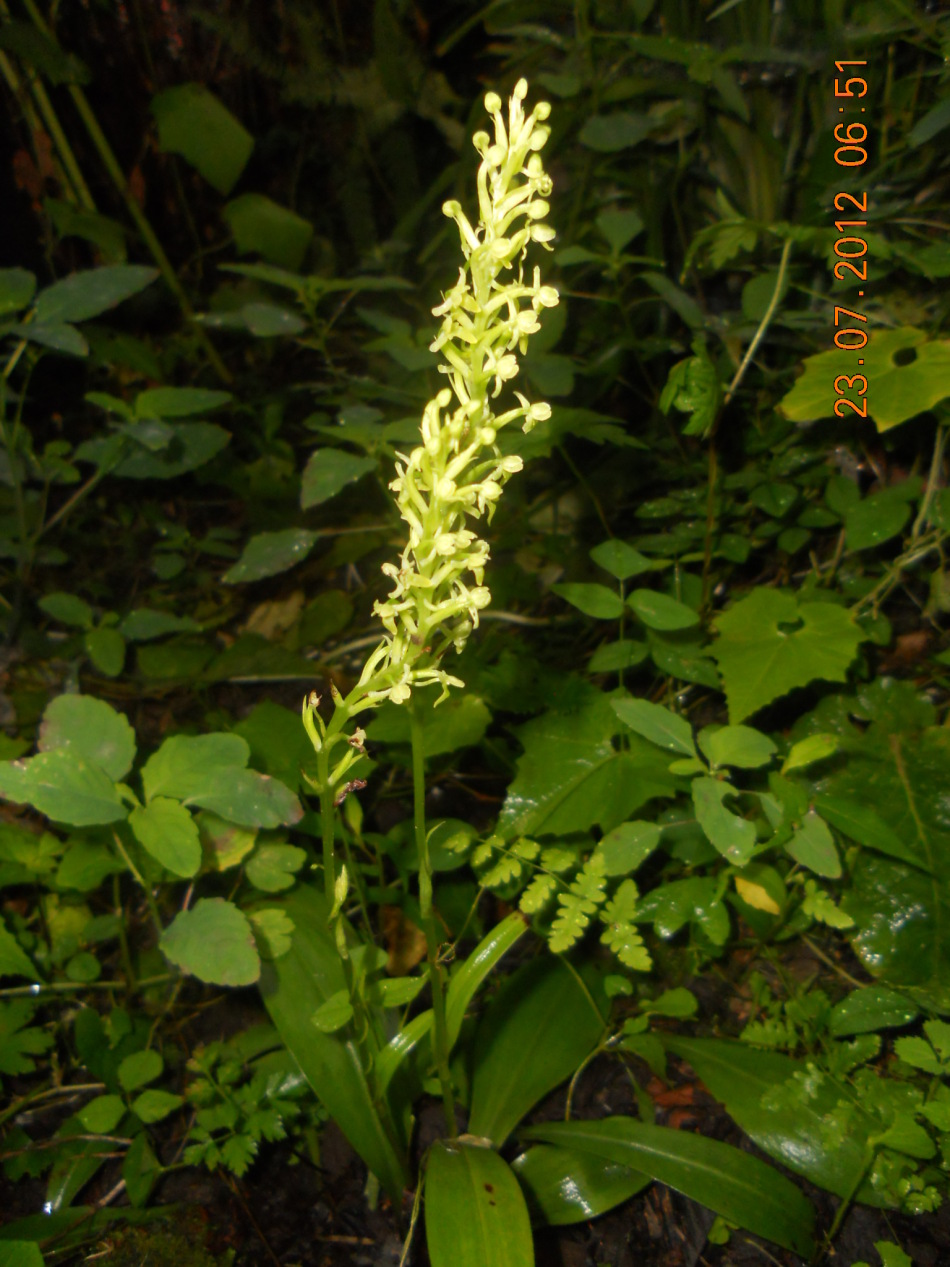 三种东北野生兰花.