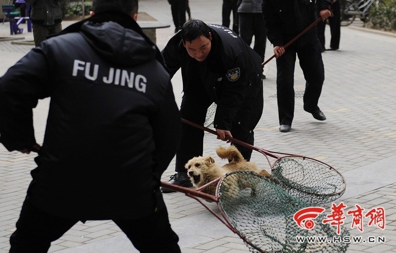 西安警方当街抓捕流浪狗_高清图集_新浪网