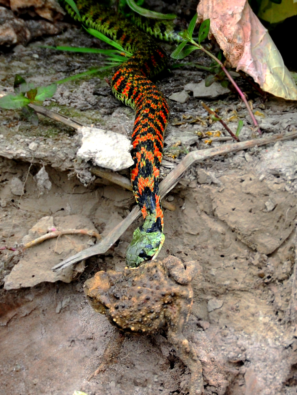 红脖颈槽蛇捕食_高清图集_新浪网