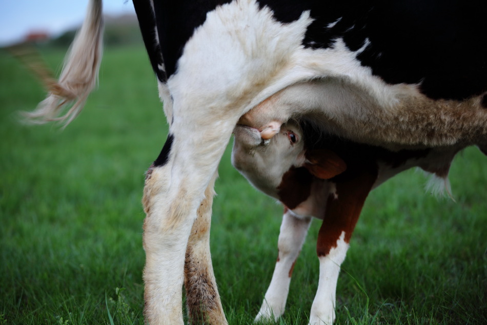 24 1 / 1 临近黄昏,草原静谧,放眼草原上的牛群,暮然间看到母牛在哺乳