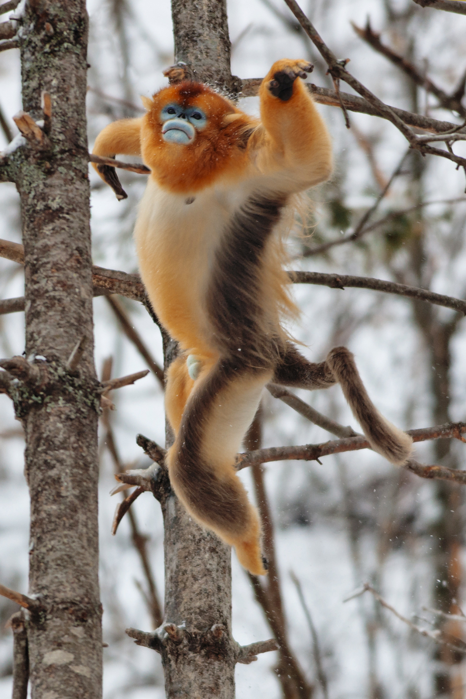 川金丝猴_高清图集_新浪网