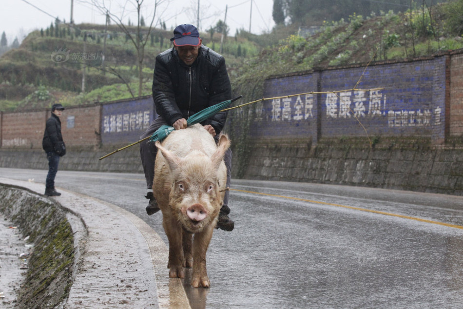 重庆老汉骑猪逛街