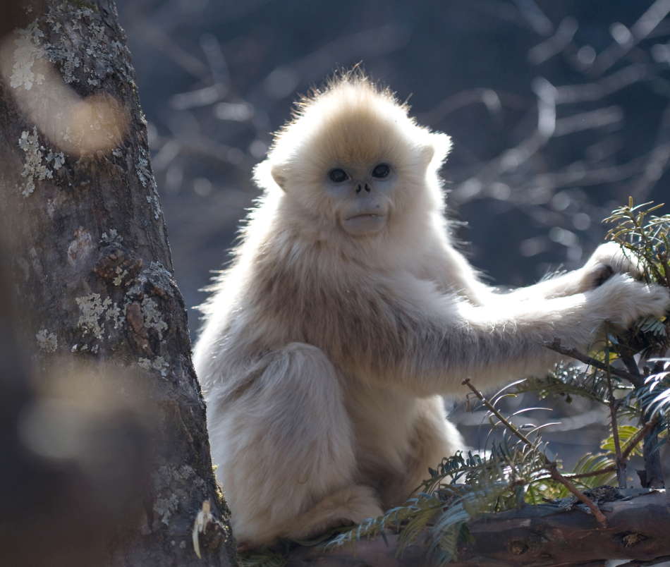 川金丝猴(rhinopithecus roxellana)