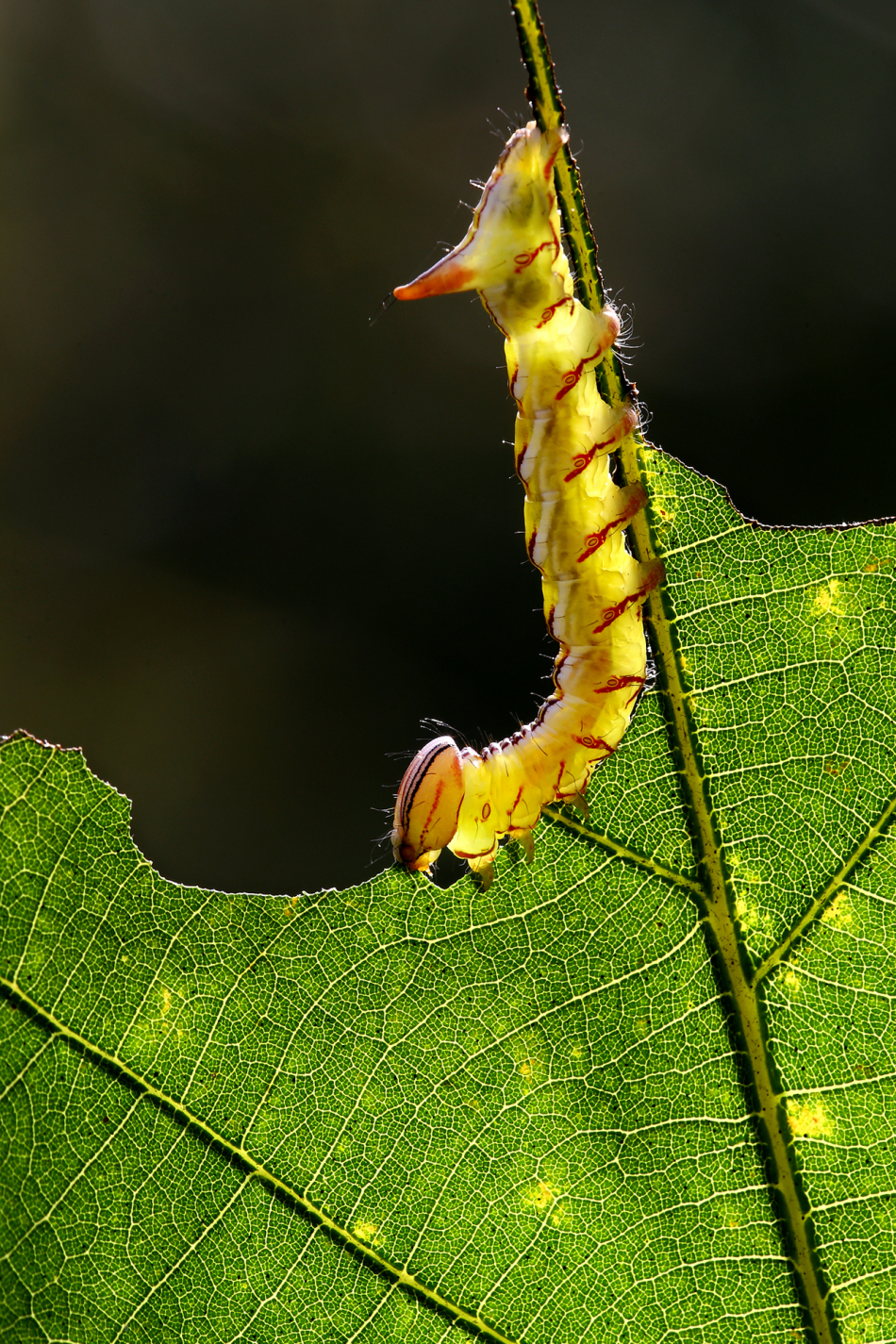 美丽的昆虫世界
