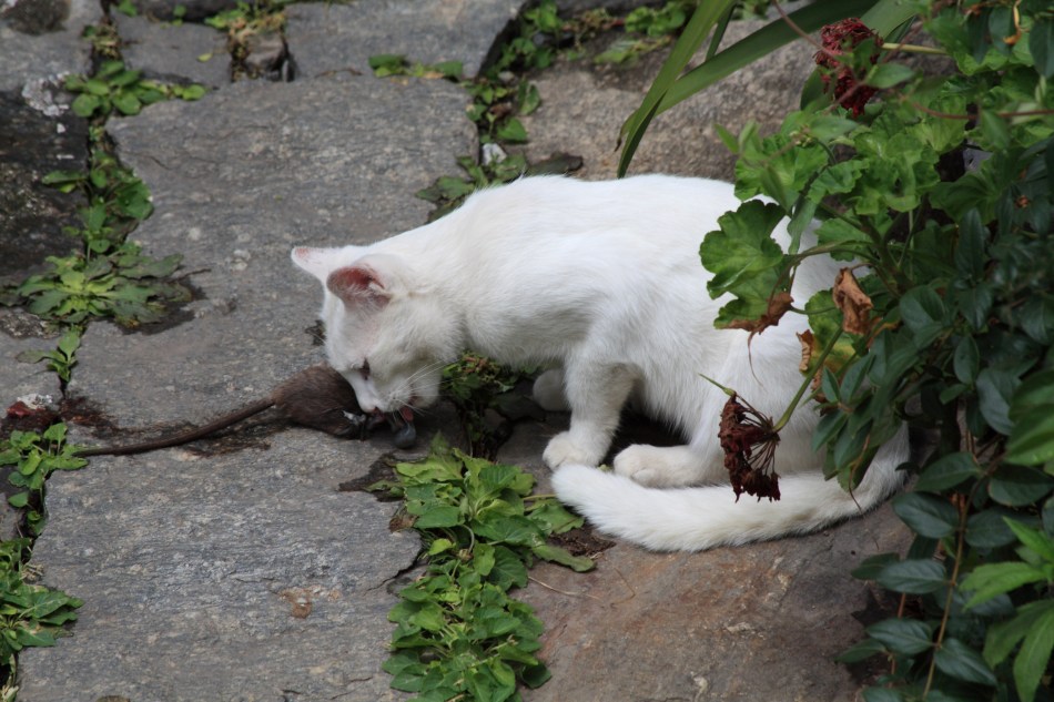 吃老鼠的猫
