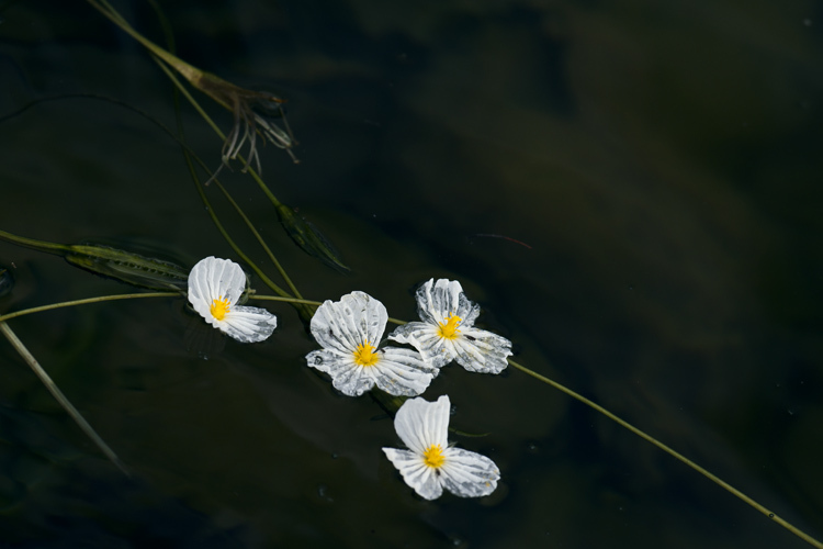 海草花(组图)_高清图集_新浪网