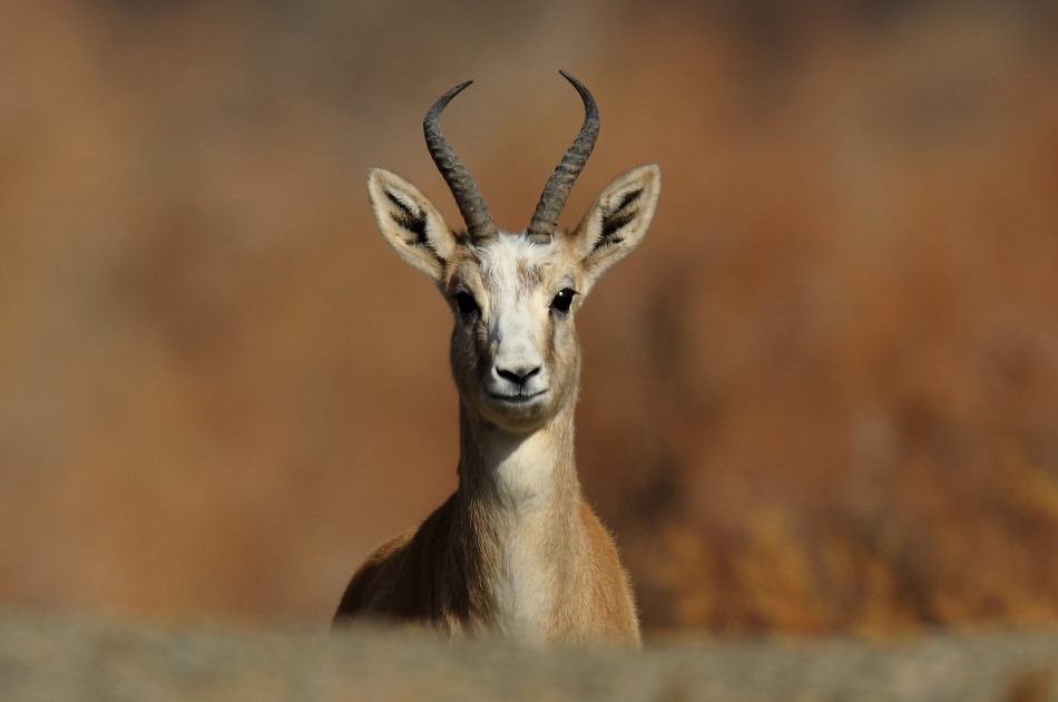 鹅喉羚_高清图集_新浪网