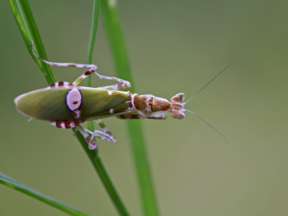 《丽眼斑螳》组照_高清图集_新浪网