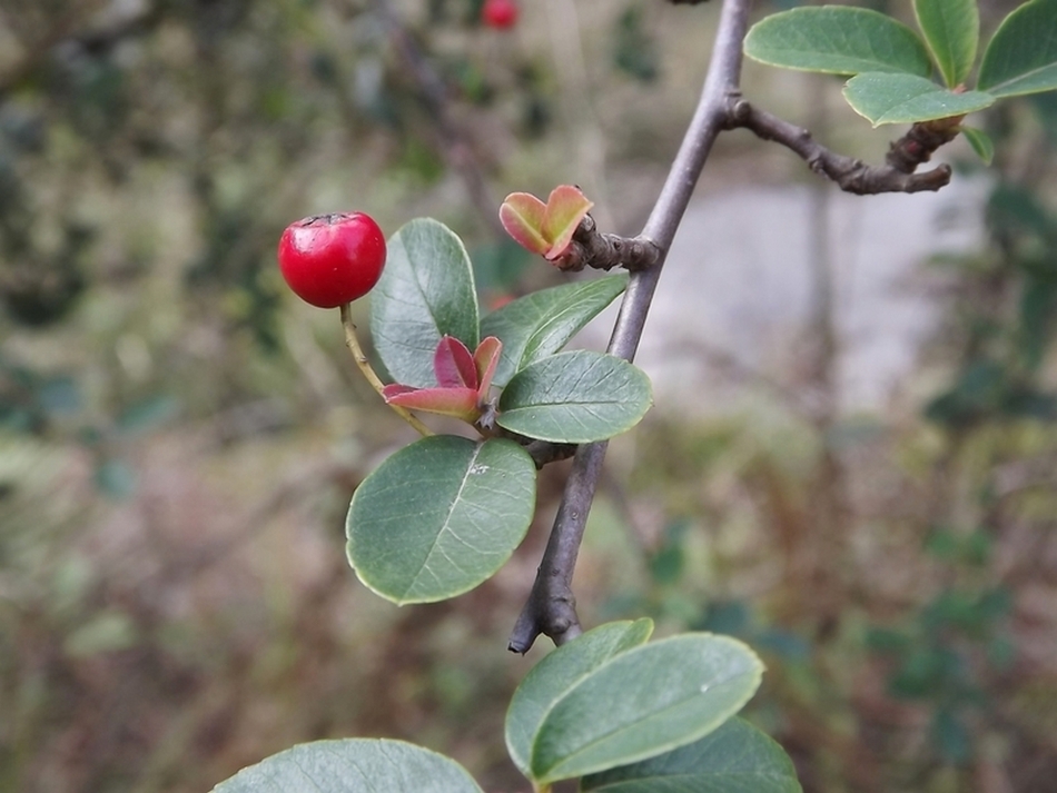 山红果_高清图集_新浪网