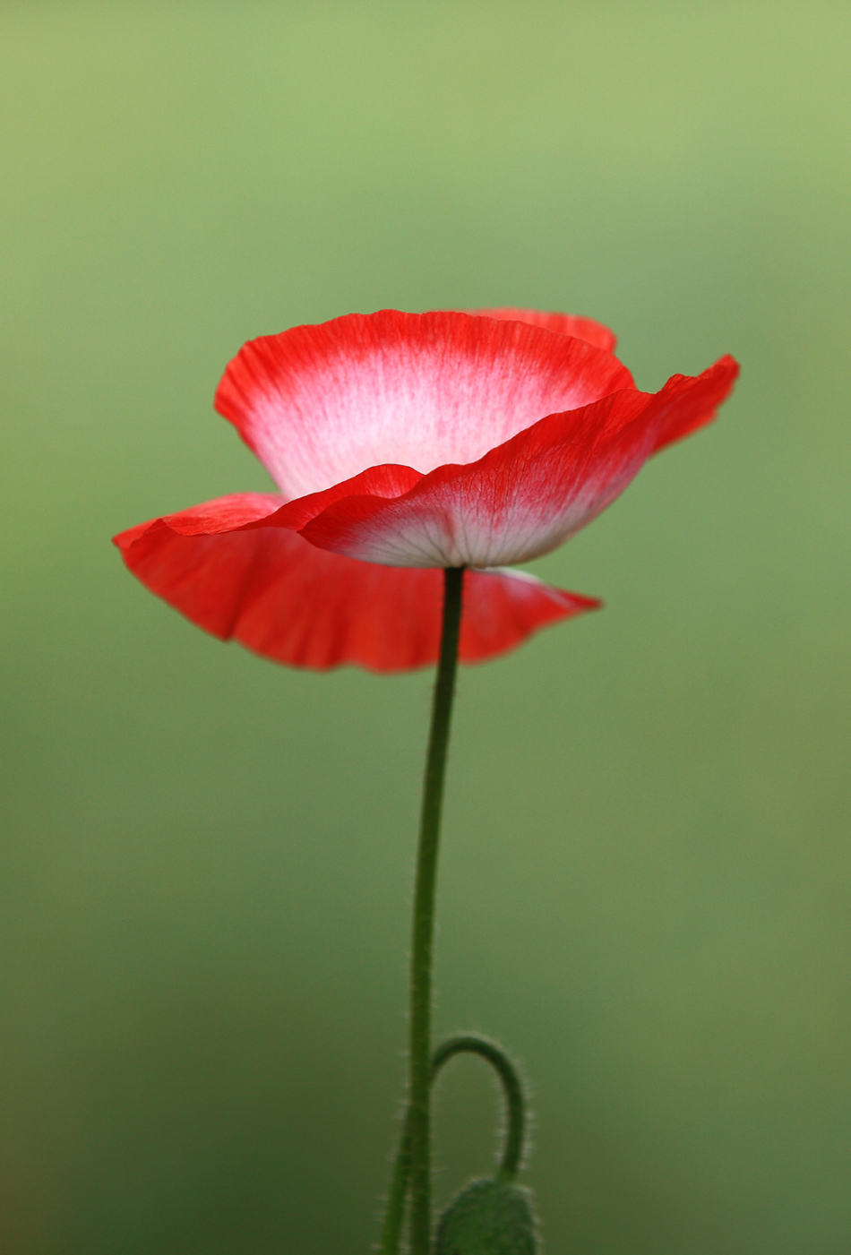 950_1401竖版 竖屏