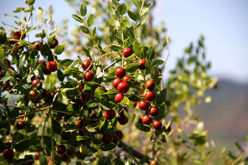 野山枣_高清图集_新浪网