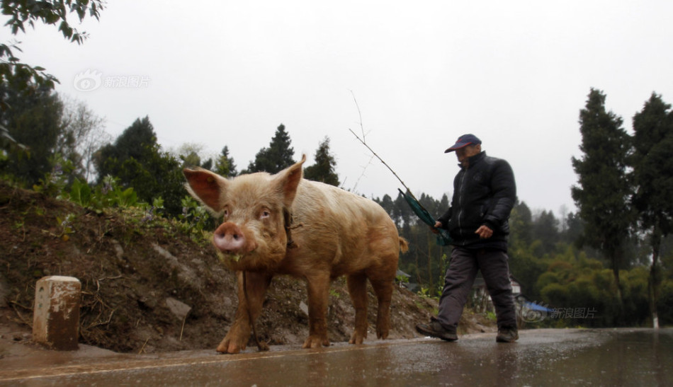 俄罗斯粉丝高速徒步 打望垫江骑猪老