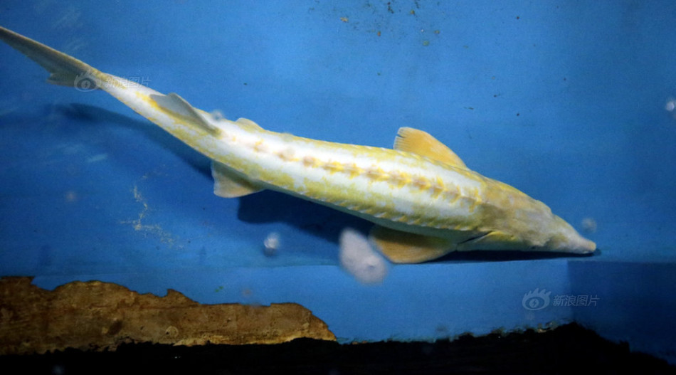 罕见金黄色中华鲟亮相武汉