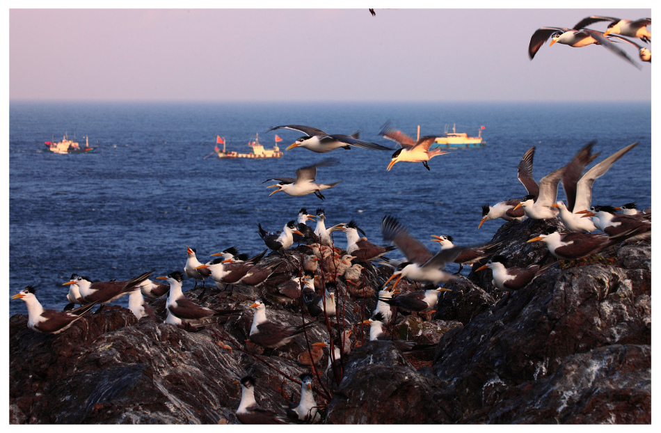 美丽的东方神鸟——凤头燕鸥_高清图集_新浪网