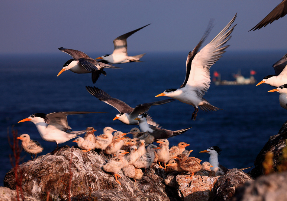 美丽的东方神鸟——凤头燕鸥_高清图集_新浪网