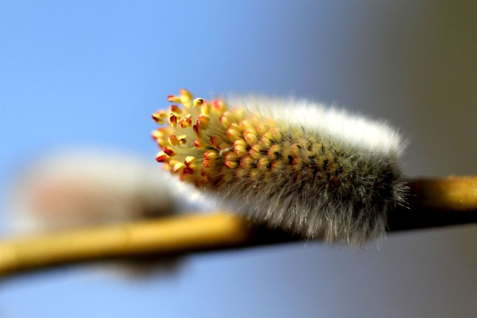 柳树上的毛毛狗_高清图集_新浪网