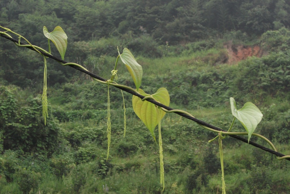 野藤_高清图集_新浪网