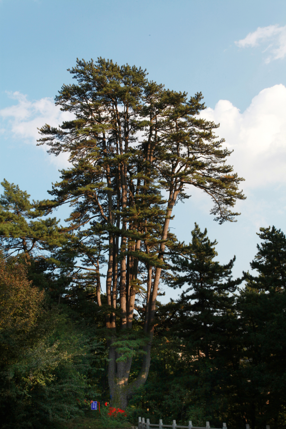 灵空山油松之王―九杆旗