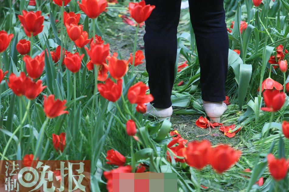 游客观赏郁金香为拍照随意踩踏