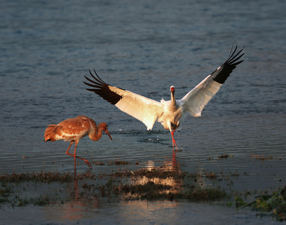 亮翅——白鹤_高清图集_新浪网