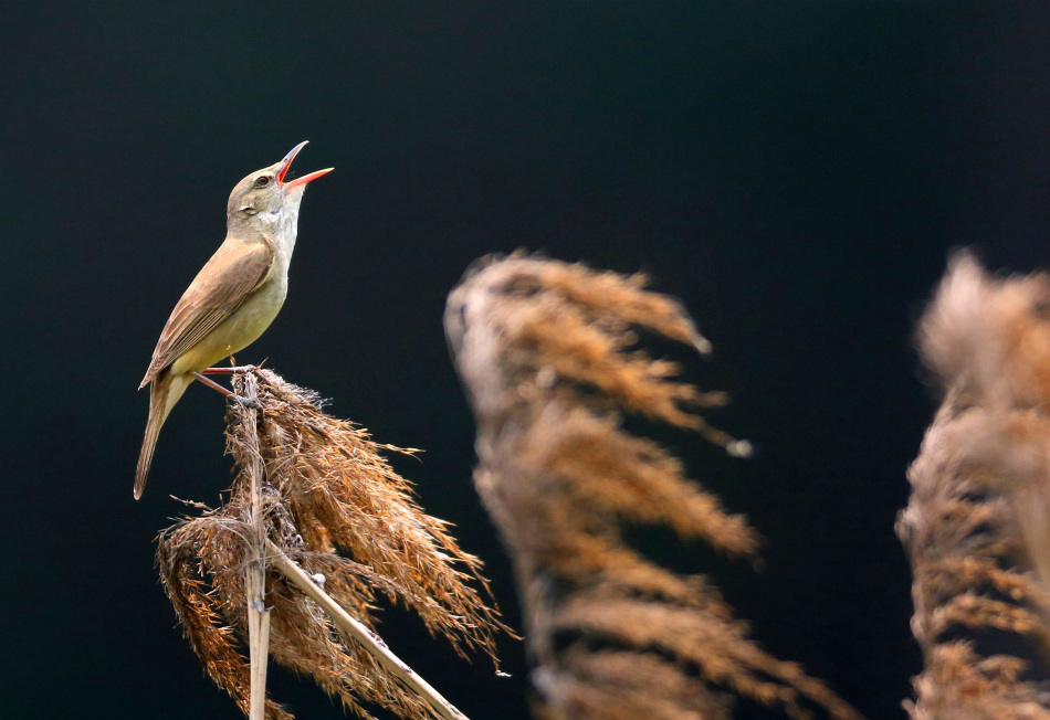 啼鸣_高清图集_新浪网