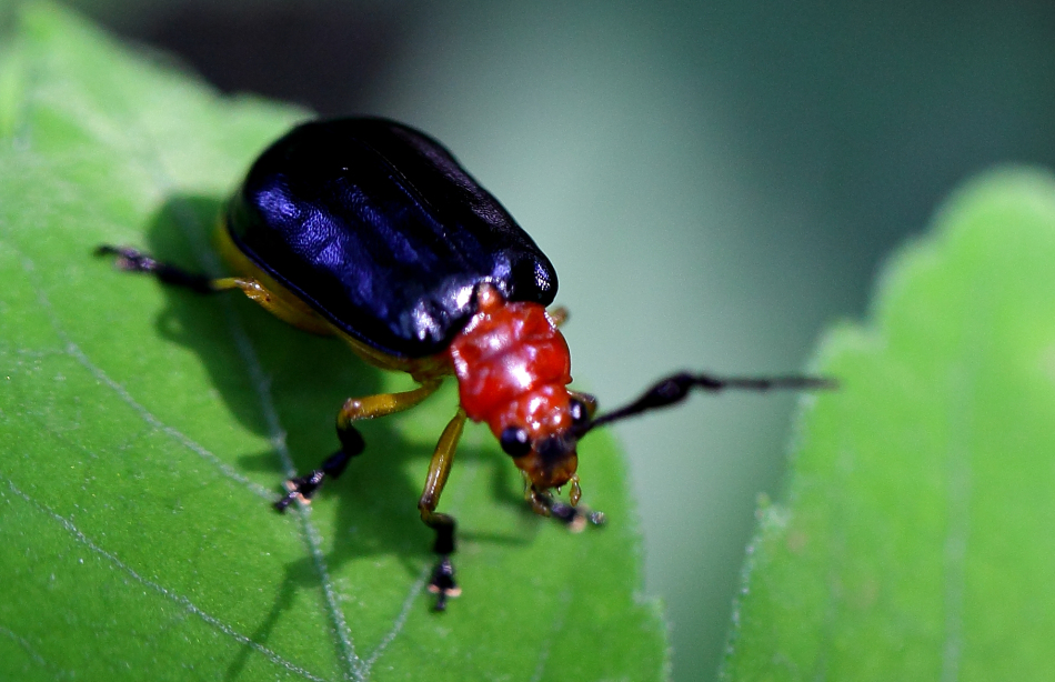 射炮步甲又名投弹手甲虫,属鞘翅目,步甲科.