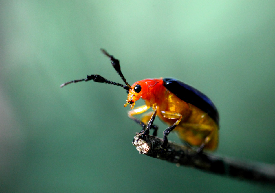 射炮步甲又名投弹手甲虫,属鞘翅目,步甲科.
