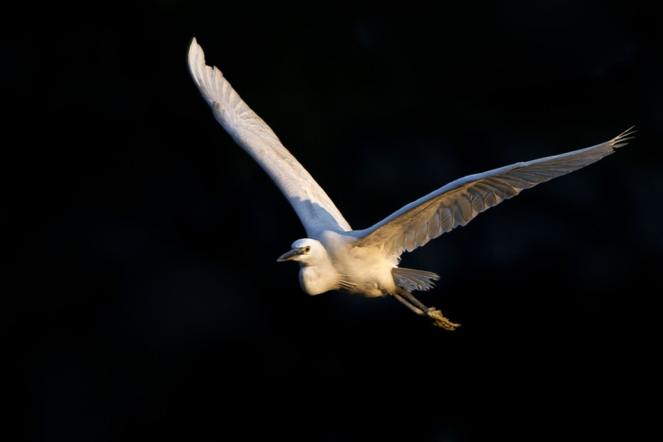 飞羽瞬间_高清图集_新浪网