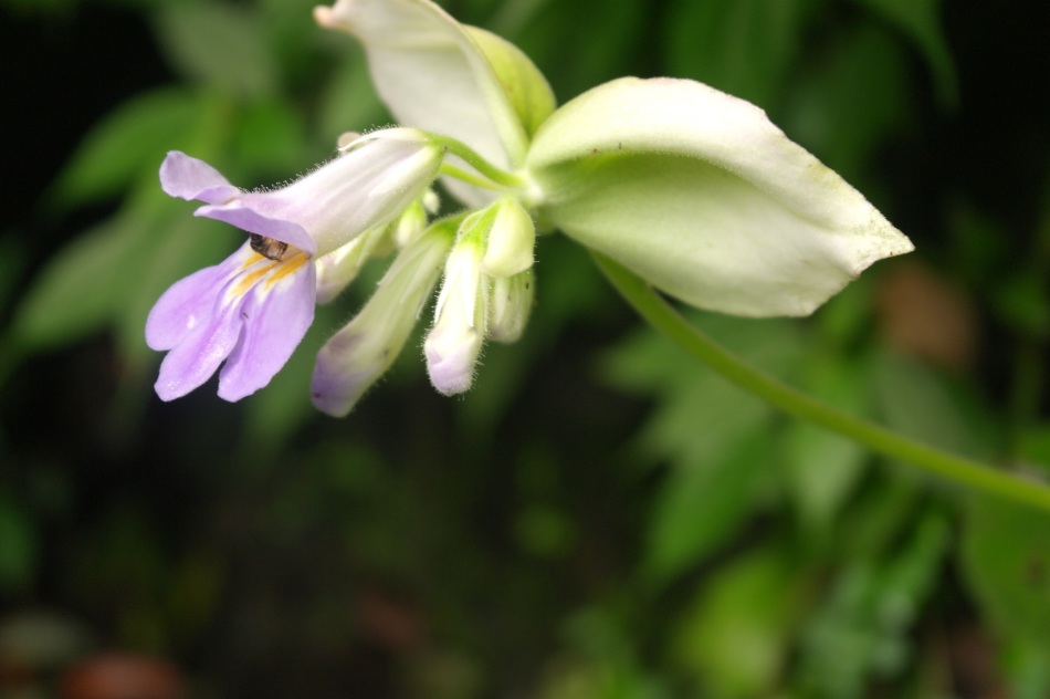 牛耳朵_高清图集_新浪网