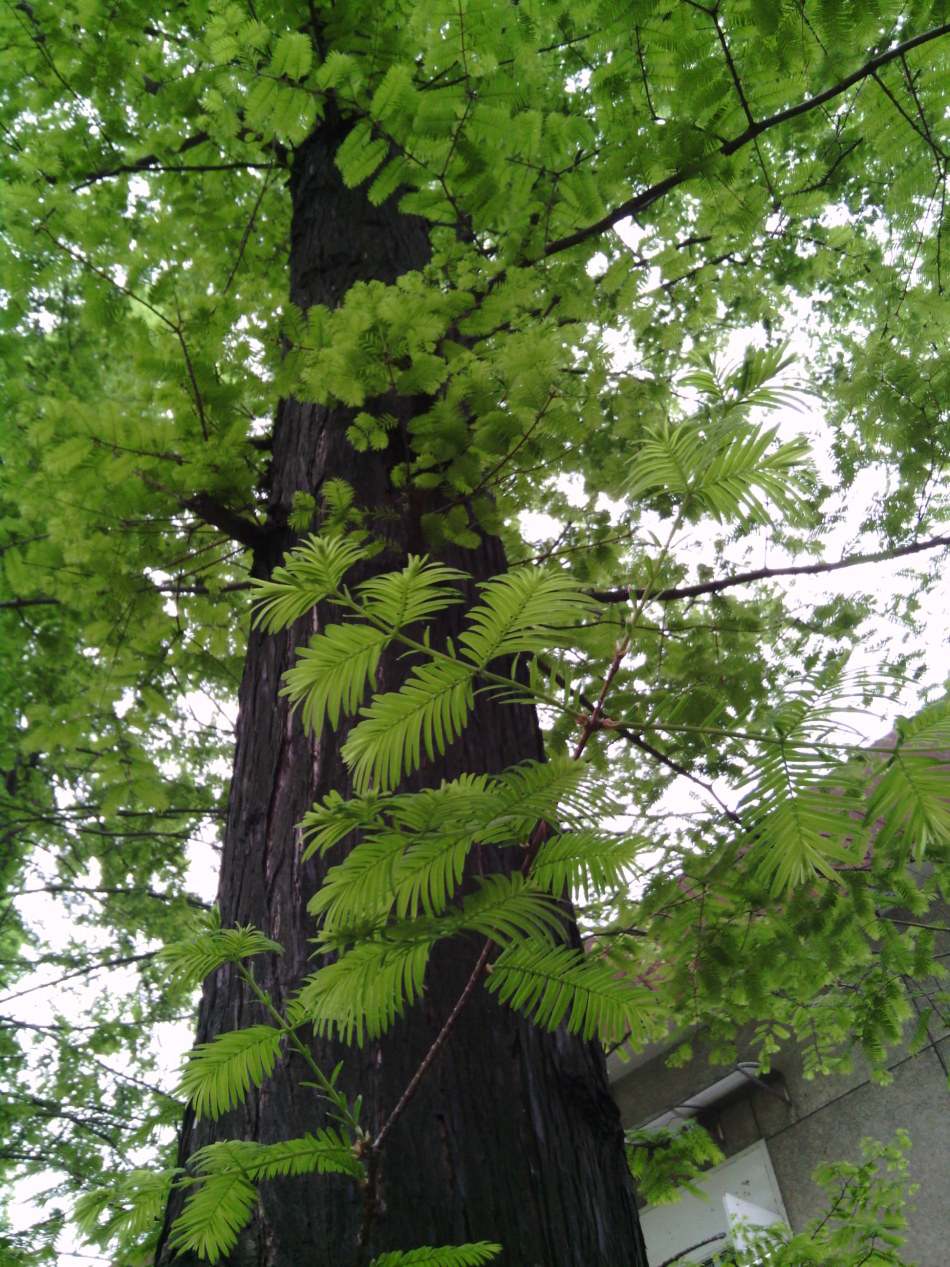 1 / 3 春天水杉的嫩芽很可爱