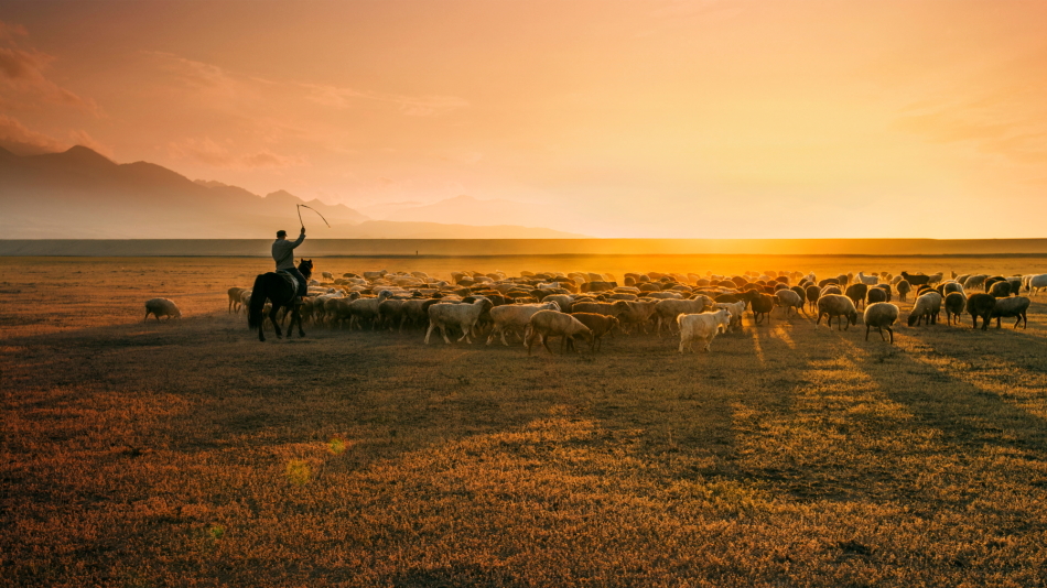 牧歌悠扬_高清图集_新浪网