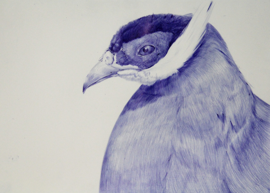 褐马鸡圆珠笔手绘