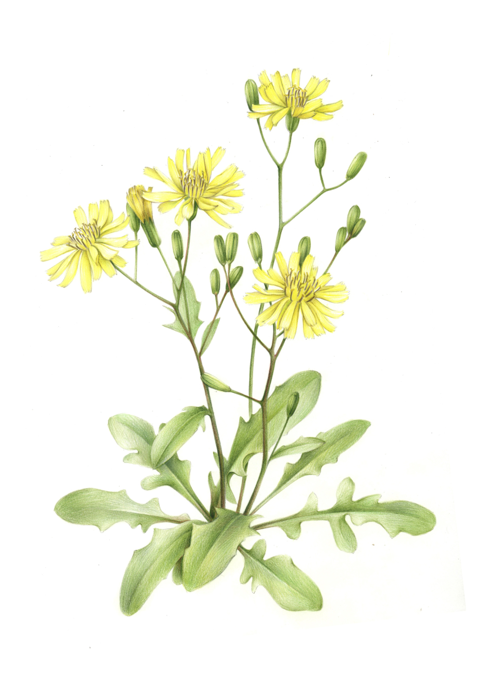 手绘-个体生物-植物