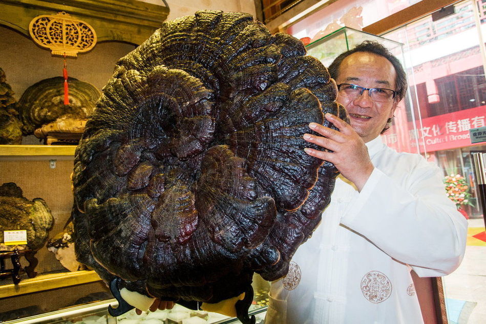 300年巨型灵芝王引关注
