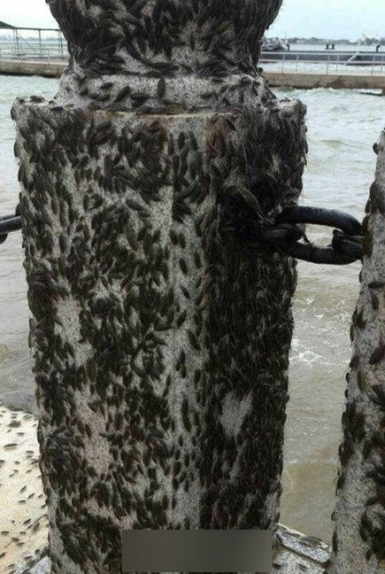 广东湛江海边聚集大量海蟑螂_高清图集_新浪网